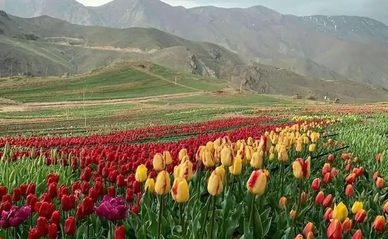 dsht lalh kndr c zon zon
