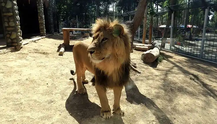 باغ وحش ارم پارک وحش ارم