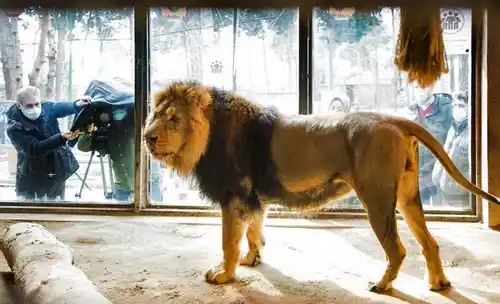 باغ وحش قلهک