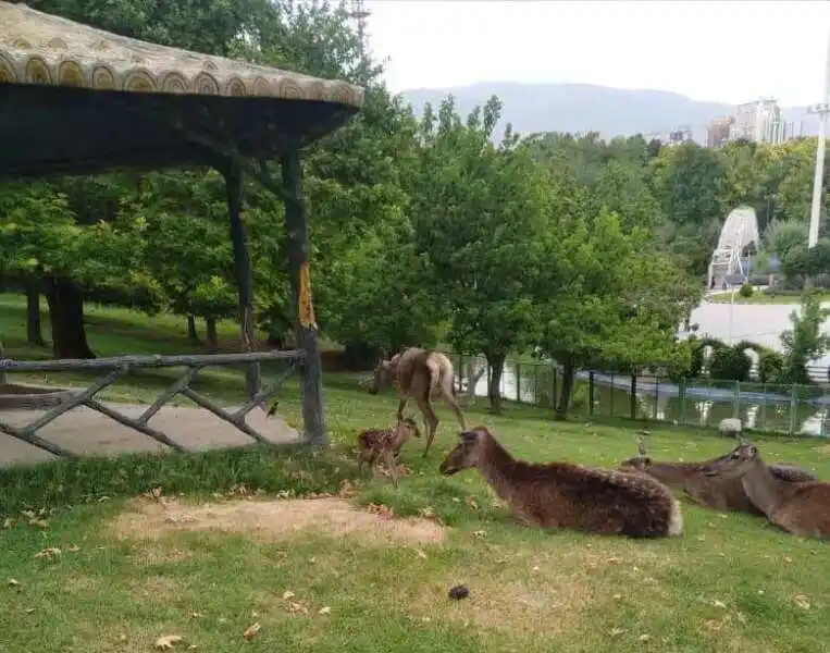باغ وحش پارک جمشیدیه