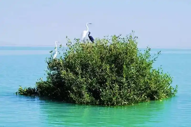 جنگل دریایی حرا قشم x