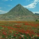 دشت شقایق های جلفا