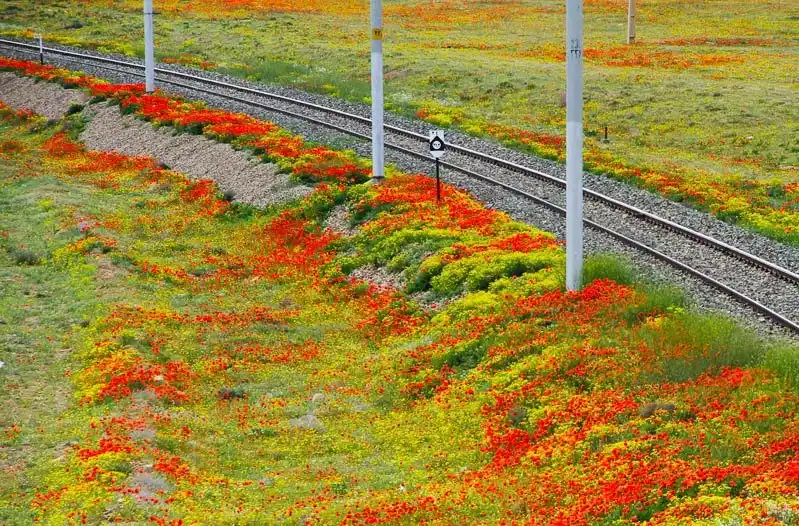 شقایق های جلفا e