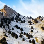 تفنگ دره
