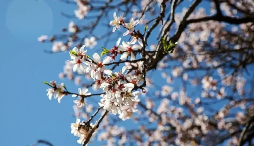 تقویم کردی x