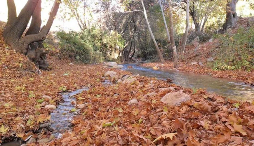 تنگ گنجه ای یاسوج