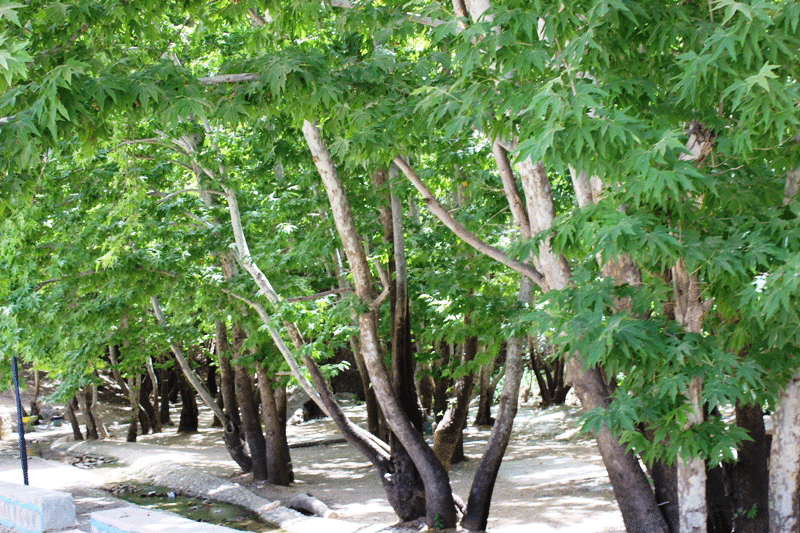 تنگ گنجه ای یاسوج