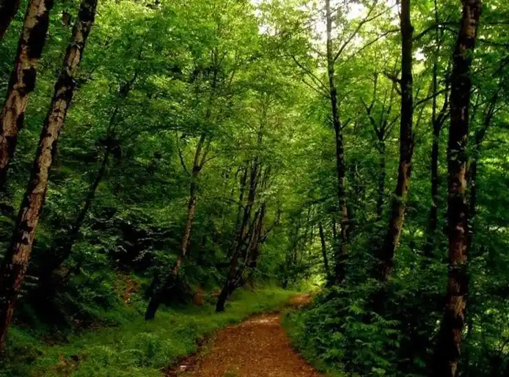 جاده جنگلی روستای صفرابسته