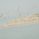 جزیره قبر ناخدا بوشهر x