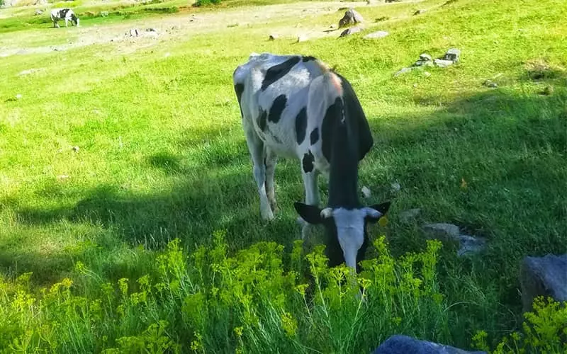 دره مراد بیگ همدان