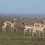 منطقه حفاظت شده میش داغ