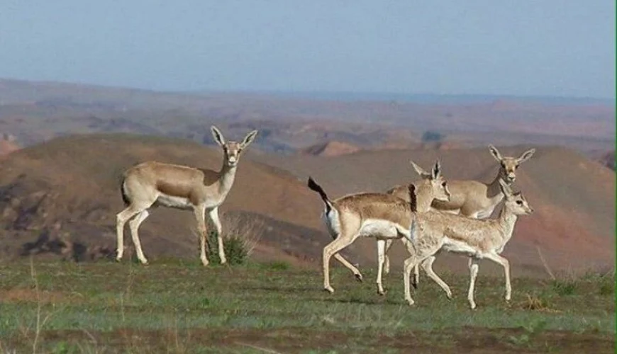 منطقه حفاظت شده میش داغ