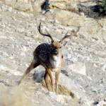 پارک ملی دز