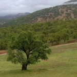 پارک یاسوج