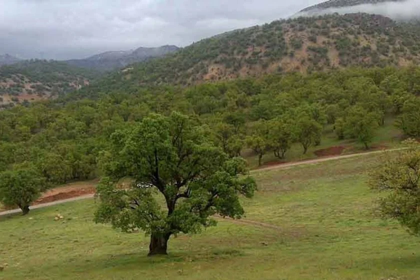 پارک یاسوج