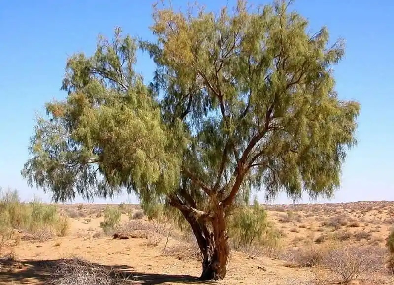 کویر خارا