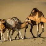 کویر خارا x