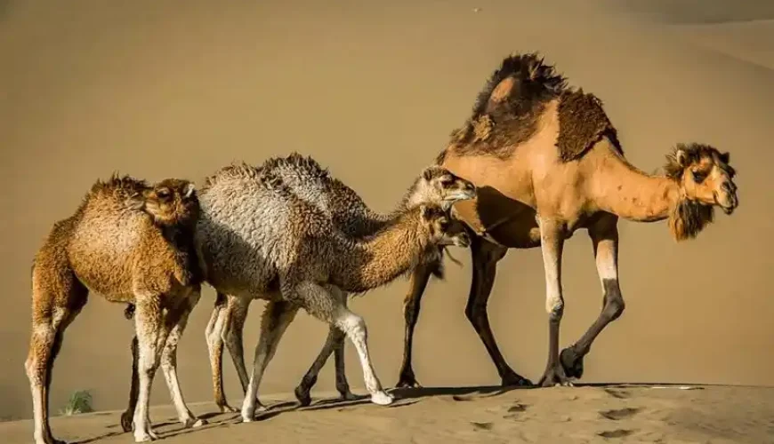 کویر خارا x