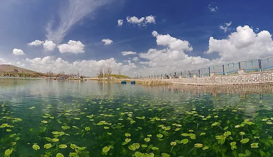 نیلوفر