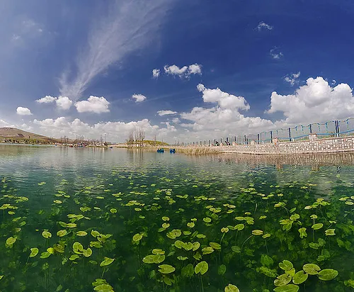 نیلوفر