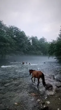 رودخانه لفور با آب شفاف و درختان اطراف