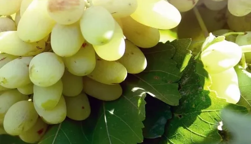 سوغات کاشمر | کشمش، زعفران و صنایع دستی