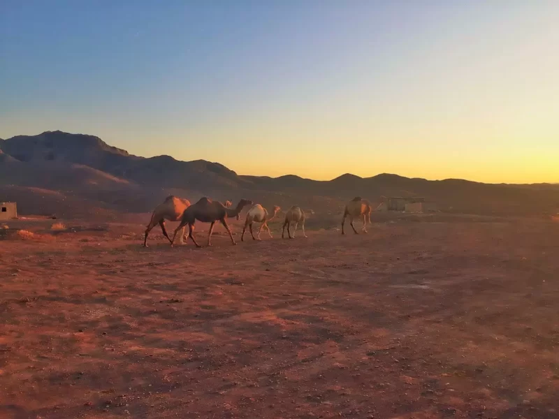 مجموعه-گردشگری-رباط-خوشاب – 1 مجموعه گردشگری رباط خوشاب | تجربه کویری فردوس – 1