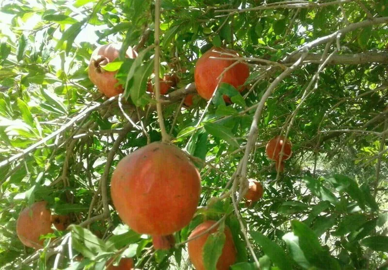 روستای سنگان خاش | زادگاه یاقوتهای سرخ ایران – گردشیار