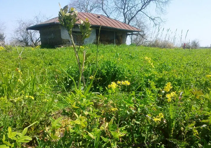 روستای گالشکلا بابلسر | بهشت دامداران مازندران