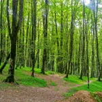 جنگل نارنجلو بابل | بهشت گمشده بندپی