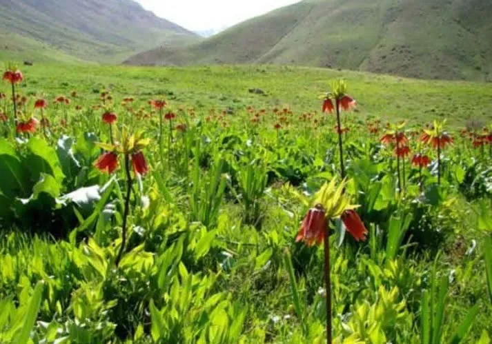 دره نی گاه دورود | بهشت بکر لرستان – 2
