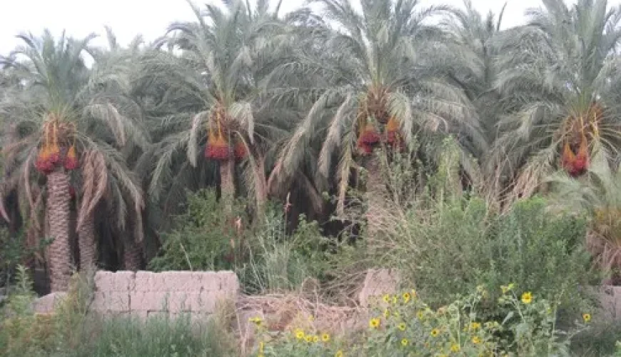 قلعه عسکر بم | زندگی دوباره پس از زلزله