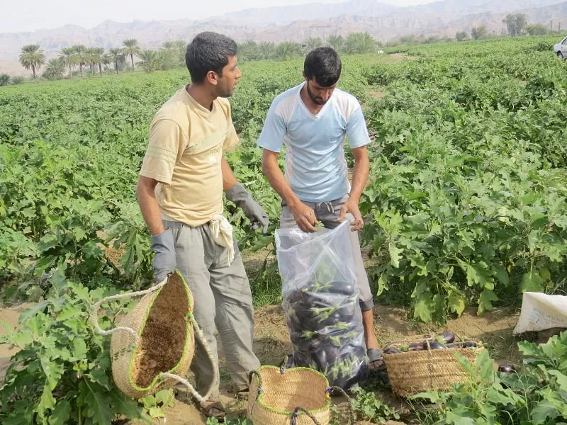روستای-دم-شهر-میناب روستای دم شهر میناب | طبیعت و فرهنگ