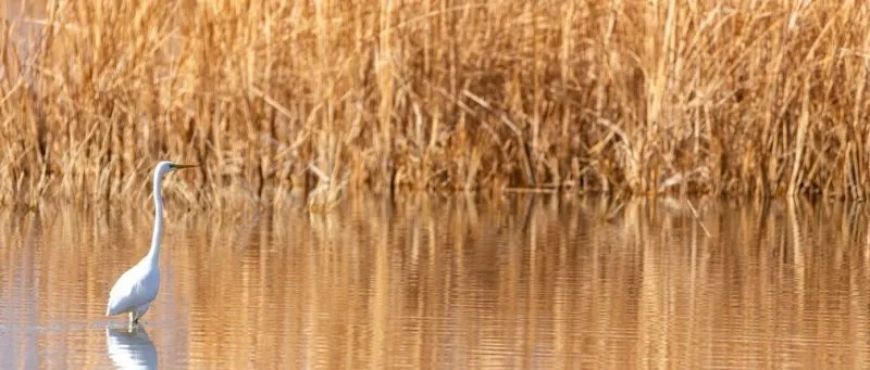الاب گندمان بروجن | راهنمای پرنده نگری