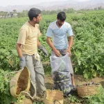 روستای دم شهر میناب | طبیعت و فرهنگ
