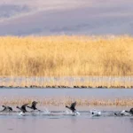 الاب گندمان بروجن | راهنمای پرنده نگری