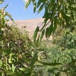 روستای پنگون بوانات | روستایی آرام با پیشینه محلی