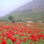 روستای بهجان | طبیعت بکر در شهرستان جهرم