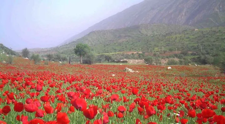 روستای بهجان | طبیعت بکر در شهرستان جهرم