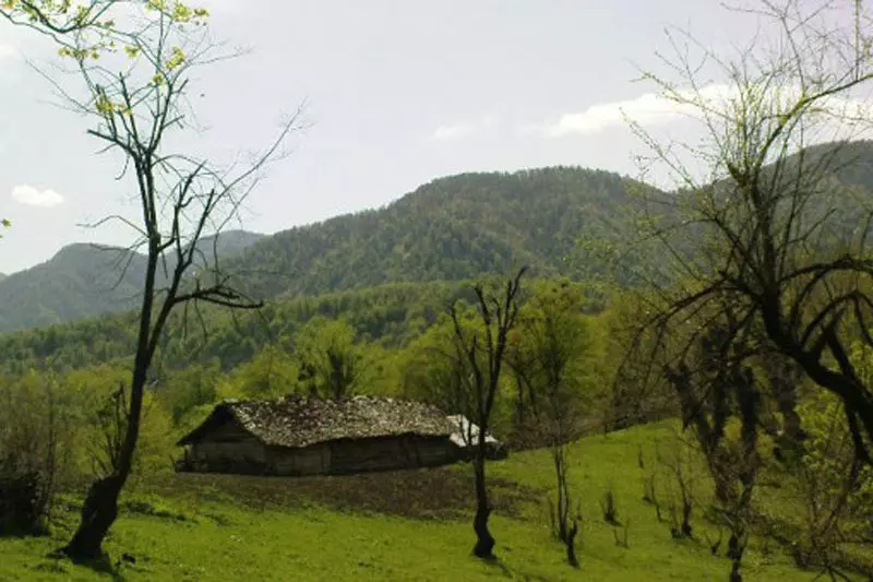 جنگل-کنوس-چال-آمل-2 – 1 جنگل کنوس چال آمل | بهشت بکر هیرکانی – 1
