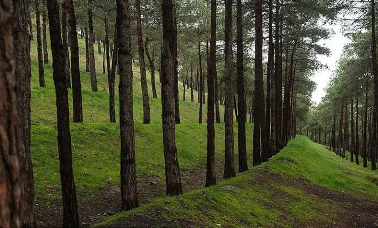 چشم‌انداز سرسبز پارک جنگلی لویزان با درختان انبوه و مسیرهای پیاده‌روی