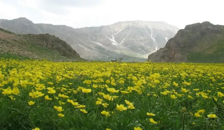 دشت گل زرد پلور | بهشت بهاری جاده هراز – 2