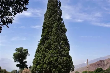 سرو هرزویل | درخت هزارساله منجیل