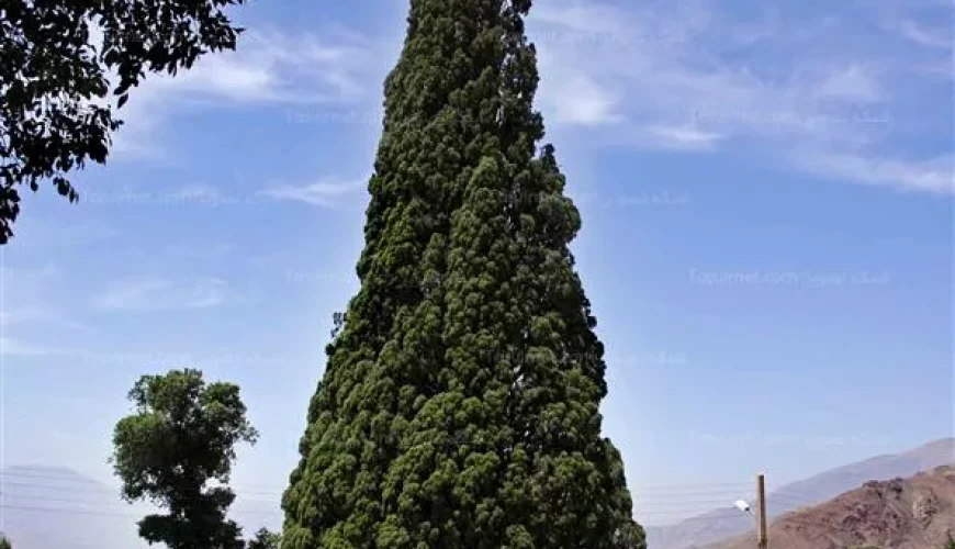 سرو هرزویل | درخت هزارساله منجیل