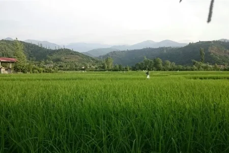 روستای گاوماست | نگین بکر کلاچای گیلان