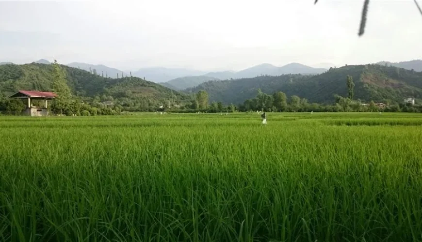 روستای گاوماست | نگین بکر کلاچای گیلان