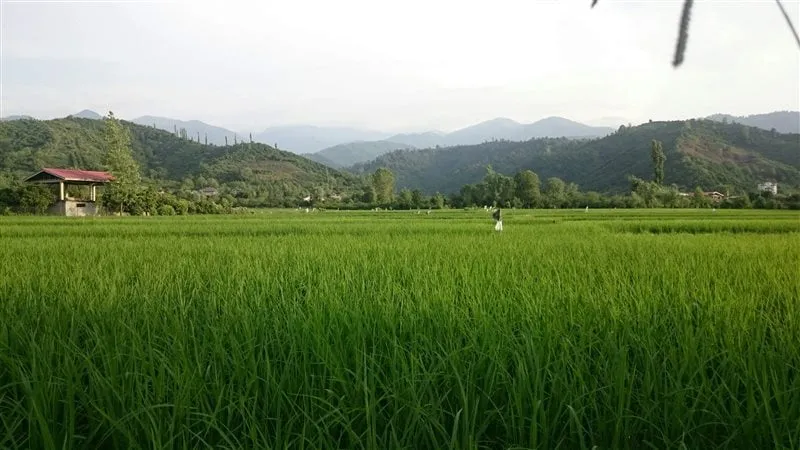 روستای گاوماست | نگین بکر کلاچای گیلان