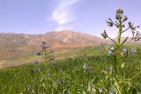روستای تیل برده سر مازندران | باغ‌های گل و دریا