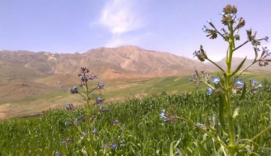 روستای تیل برده سر مازندران | باغ‌های گل و دریا