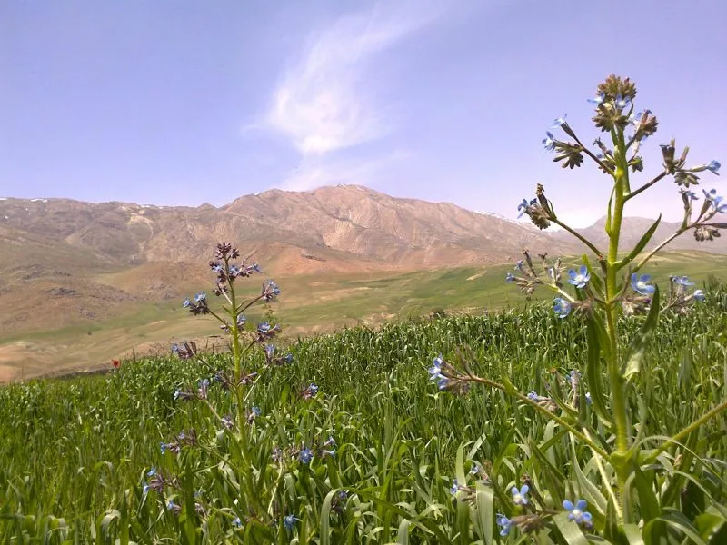 روستای تیل برده سر مازندران | باغ‌های گل و دریا